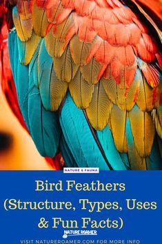 a colorful bird with the words bird feathers structure, types, uses and fun fact