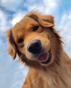 a close up of a dog's face with clouds in the sky behind it