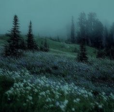 a field with flowers and trees in the background on a foggy day at night