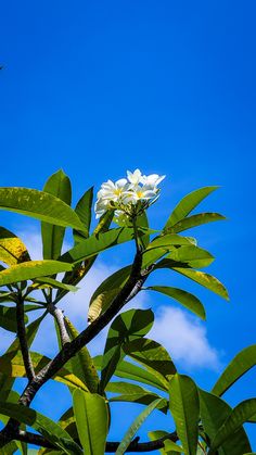 white flowers are blooming on the top of a tree branch against a blue sky