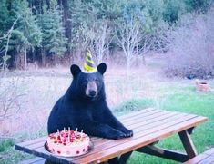 a black bear sitting at a picnic table with a birthday cake in front of it