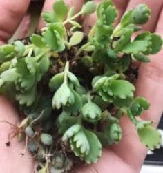 small green plants in the palm of someone's hand