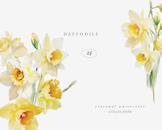 daffodils on a white background with the words daffodilide