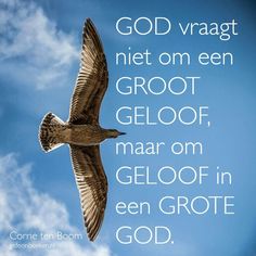 a bird flying in the sky with a quote below it that says god vraagt niet om een groot geoof, mar om gloof