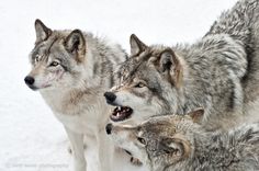 three wolfs standing in the snow with their mouths open