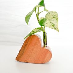 a plant in a wooden heart shaped vase