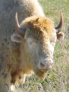 an animal that is standing in the grass