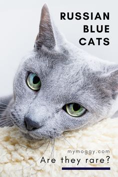 a gray cat with green eyes laying on top of a white blanket that says russian blue cats are they rare?