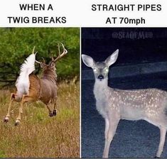 two different types of deer in the wild