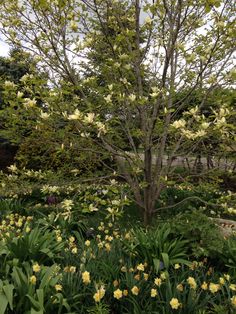 a tree that is in the middle of some flowers