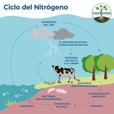 a diagram showing the life cycle of a cow and its surroundings, including water, grass,