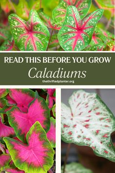 some green and pink leaves with the words read this before you grow caladium