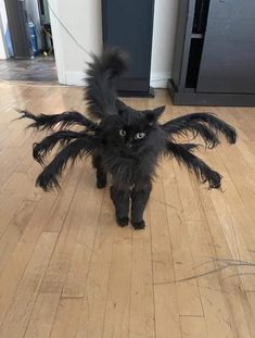 a black cat standing on top of a hard wood floor