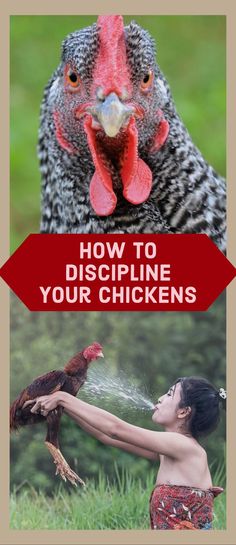 a woman is sprinkling water on a chicken's face with the words how to disposing your chickens