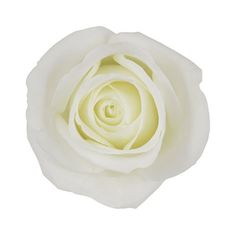 a single white rose on a white background