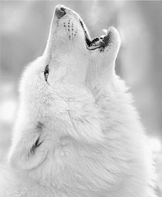 a black and white photo of a wolf looking up