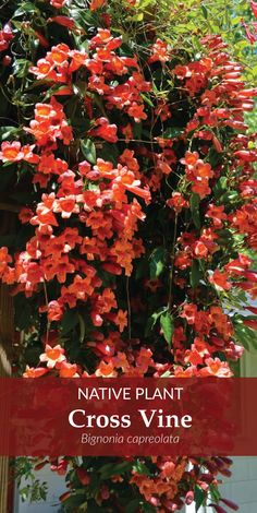 native plant cross vine with red flowers growing on it