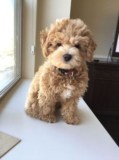 a small brown dog sitting on top of a white counter