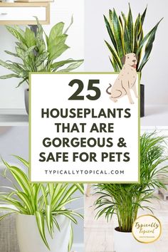 houseplants that are gorgeous and safe for pets