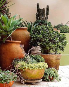 there are many potted plants on the ground in front of each other, including succulents