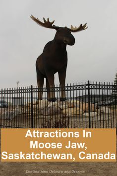 a statue of a moose behind a fence with the words attractions in moose jaw, saskachewan, canada