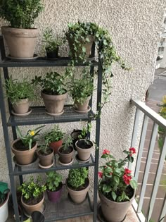 several potted plants sitting on top of a metal shelf