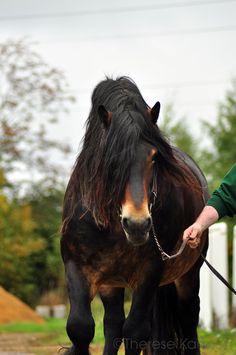 a man is leading a horse on a leash