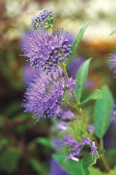 purple flowers with green leaves in the foreground