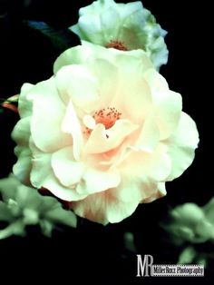 two white roses with green leaves in the background