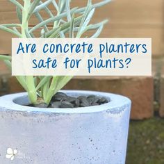 a plant in a pot with the words are concrete planters safe for plants?