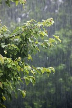 the rain is pouring down on trees and leaves in the foreground, with green foliage behind them