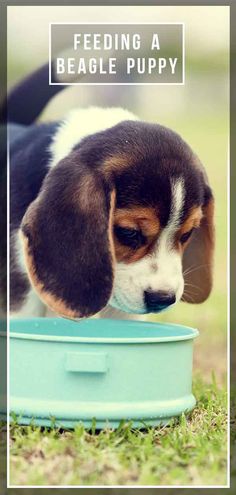 a beagle puppy eating out of a blue bowl with the words feeding a beagle puppy above it