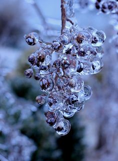 ice covered berries hanging from a tree branch