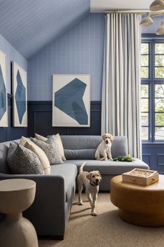 a dog is standing in the middle of a living room with blue walls and striped curtains