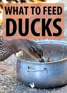 a bird eating food out of a metal bowl with the words what to feed ducks above it