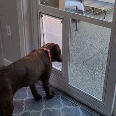 a brown dog standing next to a sliding glass door with it's head inside