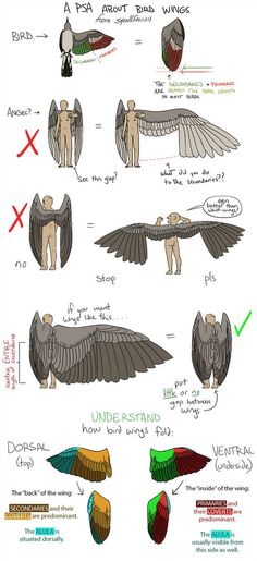 an image of different types of birds