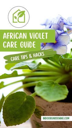 African Violets are fun plants to grow indoors, and their beauty will surely be a centerpiece sparking conversations. All you need is the right ingredients (tools) for thriving violets. Here is a full care guide with all you need to know about your african violet. 


#africanviolet #careguide #houseplants #lowlightplant #terrarium #terrariumplants #indoorgarden #indoorgardening #indoorplant #plantips #plantcareguide Violet Plant Care, Plants To Grow Indoors, African Violet Care, African Violets Plants, Violet Plant, Plants To Grow, Indoor Plant Care, African Violet