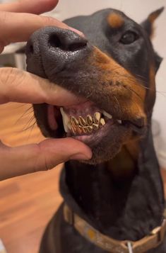 a black and brown dog with it's mouth open while being petted by someone