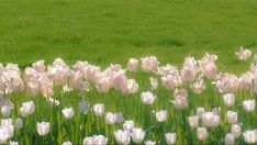 a field full of white tulips with green grass in the background