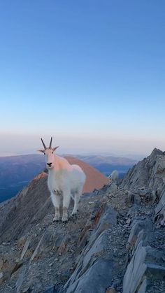 a mountain goat standing on top of a rocky hill