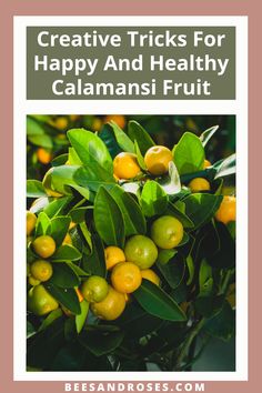 oranges growing on the tree with text overlay that reads creative tricks for happy and healthy calamansi fruit