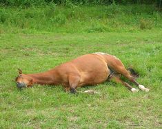 a brown horse laying on top of a lush green field