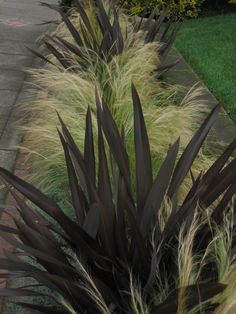 some very pretty plants by the side of the road with grass in front of them