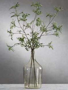 a glass vase filled with green plants on top of a wooden table in front of a gray wall