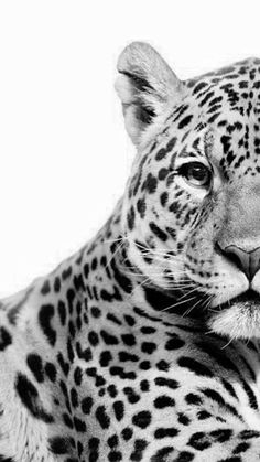 a black and white photo of a leopard