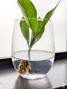 a plant in a glass filled with water