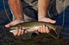 a man holding a fish in the water