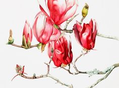 a watercolor painting of pink flowers on a branch