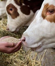 a person feeding some grain to a cow